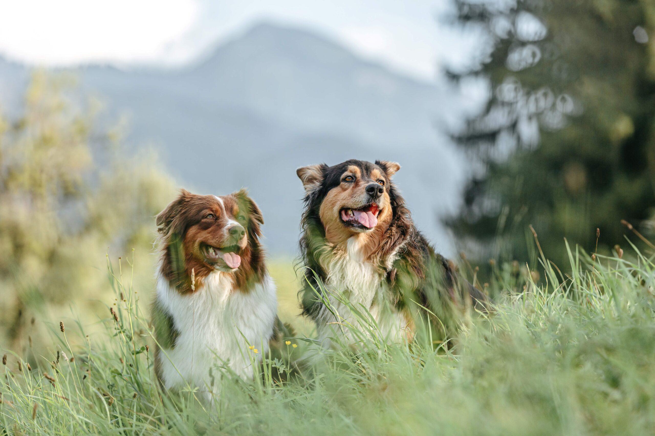 Porträt eines australischen Schäferhundes, der im Gras vor einer ländlichen Berglandschaft sitzt