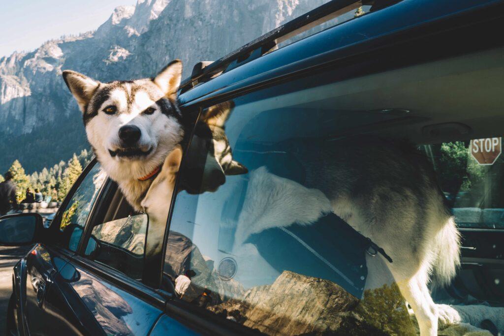 Siberian Husky ragt während eines Ausflugs in die wilden Berge am Sommerwochenende mit dem Kopf aus dem Autofenster, gehorsamer grauer Hund schaut sich vom Auto aus in der Natur um, während er im Urlaub in den Nationalpark fährt