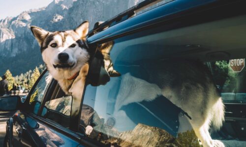 Reisen mit Hund: Die besten Tipps für eine stressfreie Fahrt