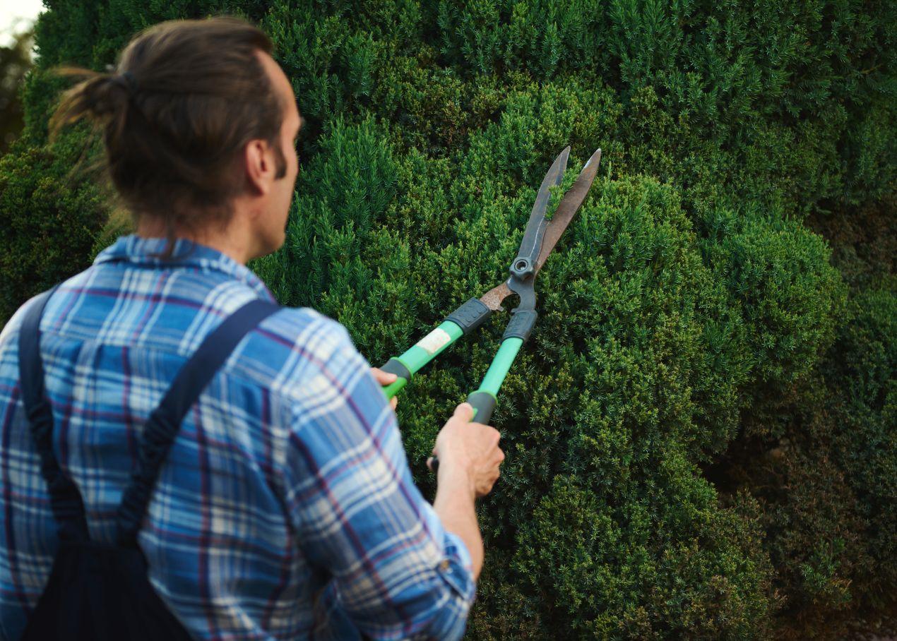 Mann mit Heckenschere beim Pflanzen schneiden eines dichten Strauchs im Garten