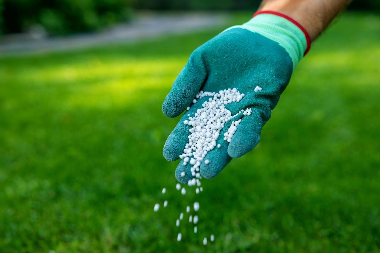 Gartenhandschuh streut Duenger auf Rasenflaeche als Teil der Pflege nach dem Pflanzen schneiden